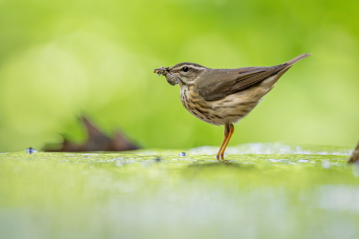 Louisiana Waterthrush - ML618924609