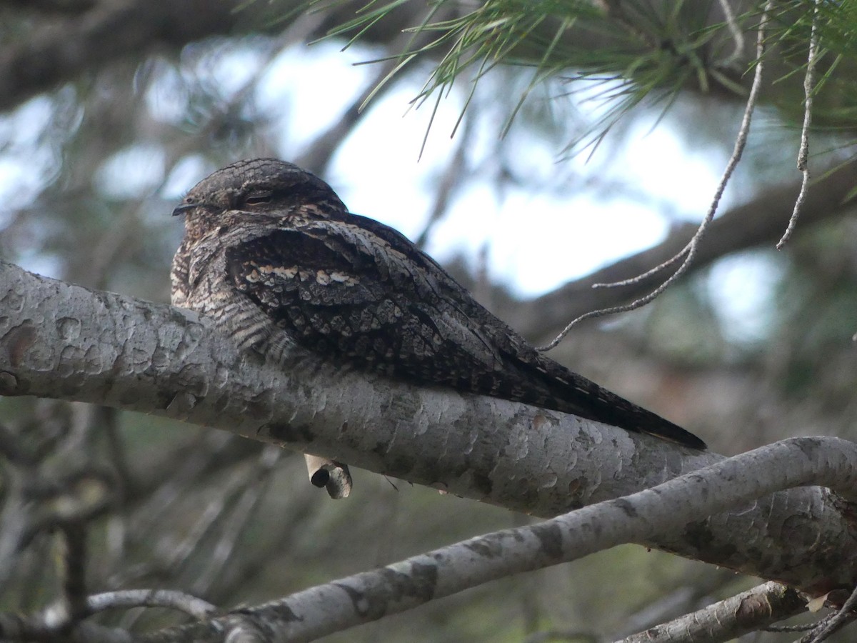 Eurasian Nightjar - ML618924614