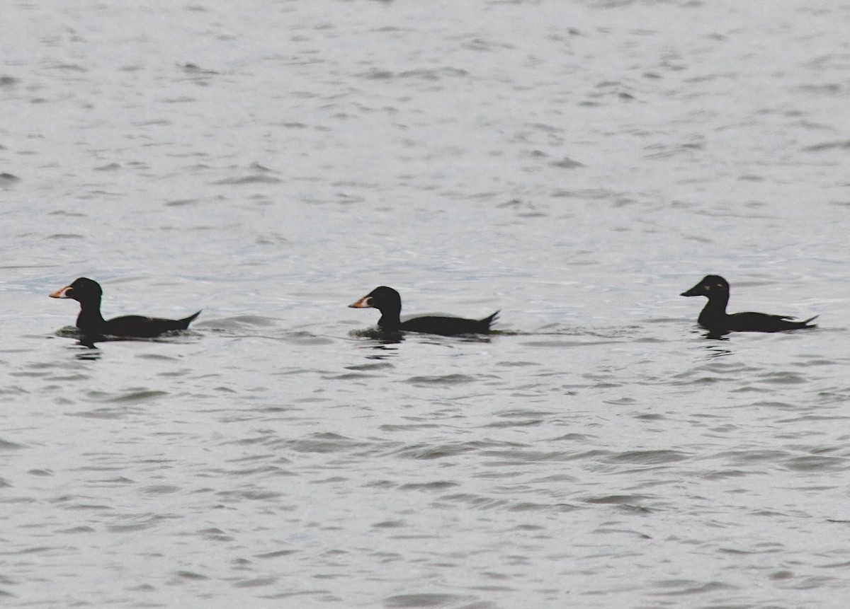 Surf Scoter - Adrien C