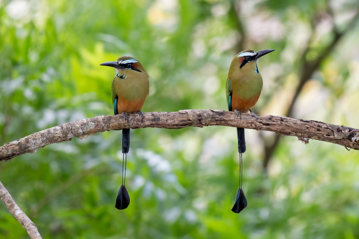 Turquoise-browed Motmot - ML618924623