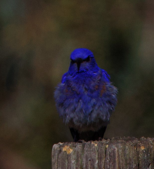 Western Bluebird - Greg Plowman
