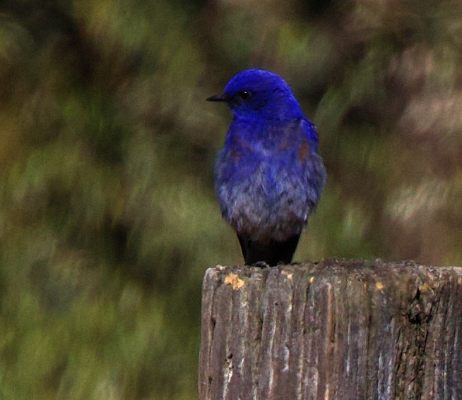 Western Bluebird - Greg Plowman