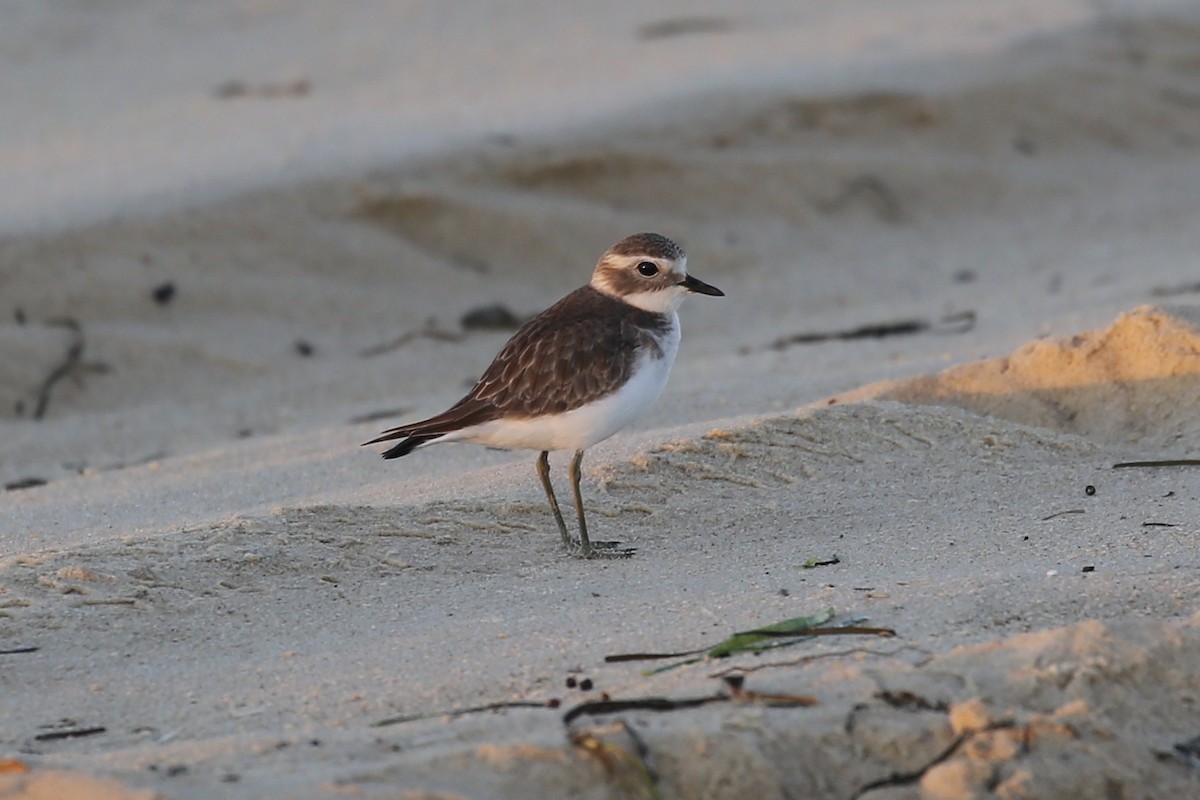 Double-banded Plover - Jim Stone