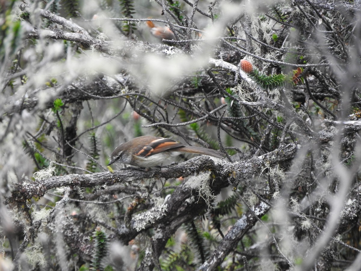 White-throated Tyrannulet - Agustin Carrasco