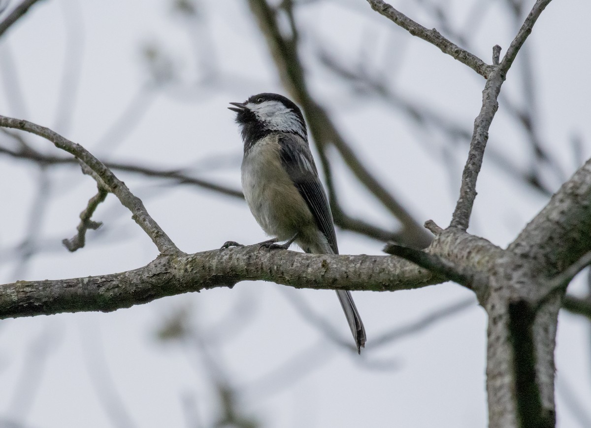 Mésange à tête noire - ML618924654