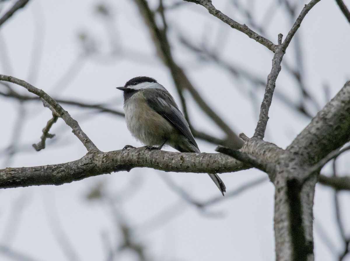 Black-capped Chickadee - ML618924655