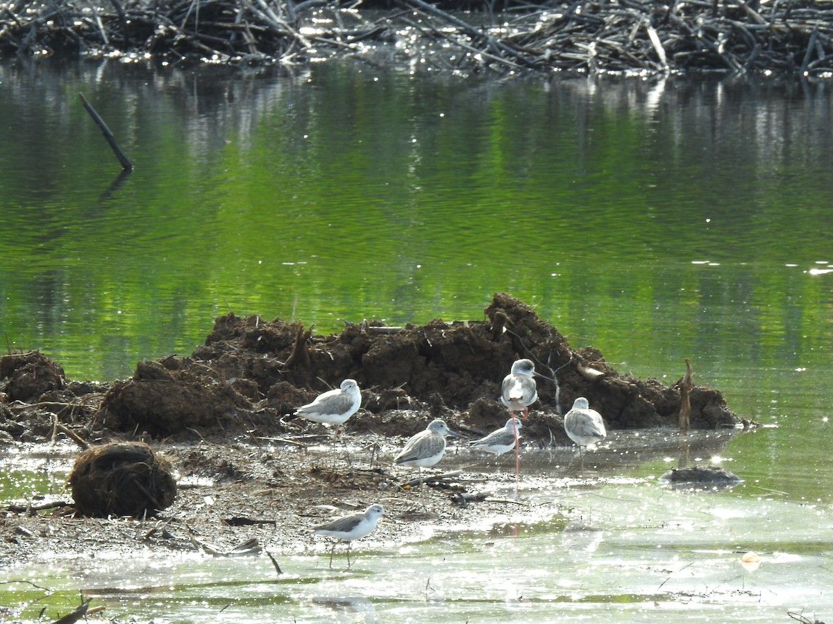 Common Greenshank - ML618924674