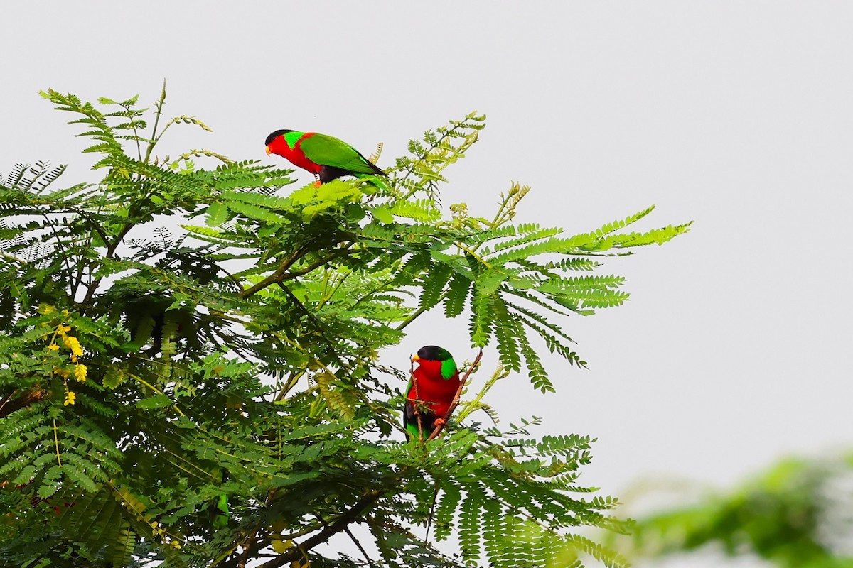 Collared Lory - Peter Christiaen