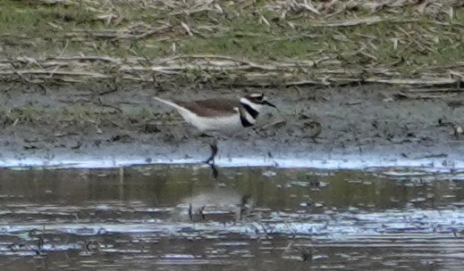 Killdeer - Peter Blancher