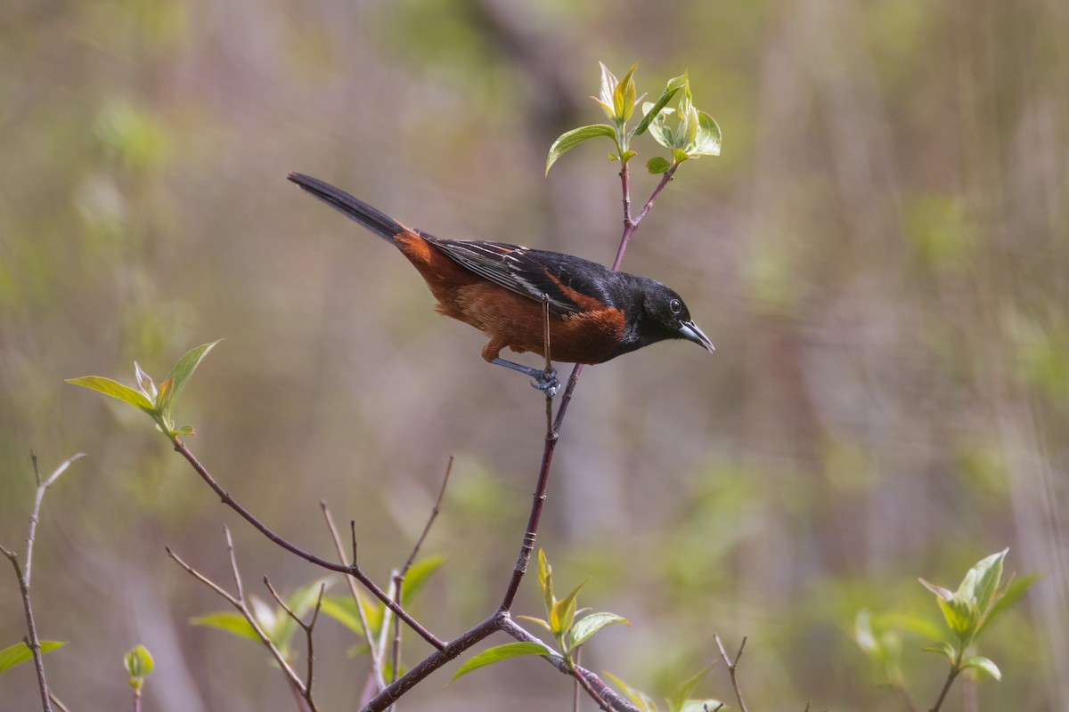 Orchard Oriole - ML618924700