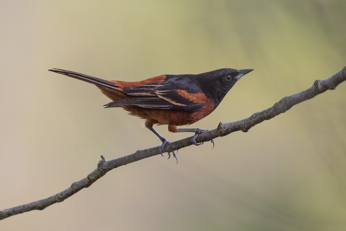 Orchard Oriole - ML618924701