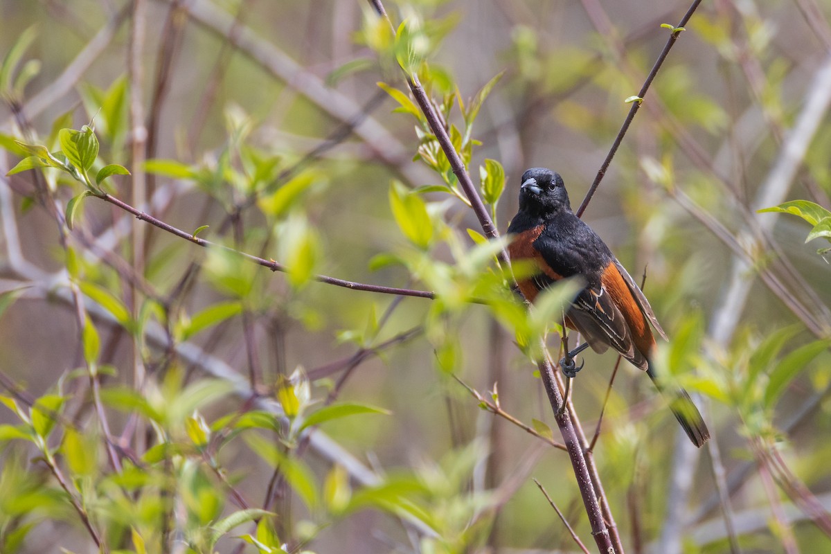 Orchard Oriole - ML618924702