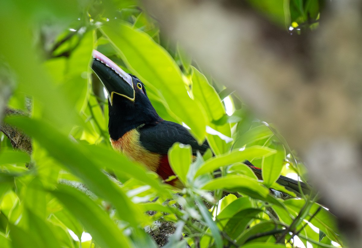 Fiery-billed Aracari - Forest Botial-Jarvis