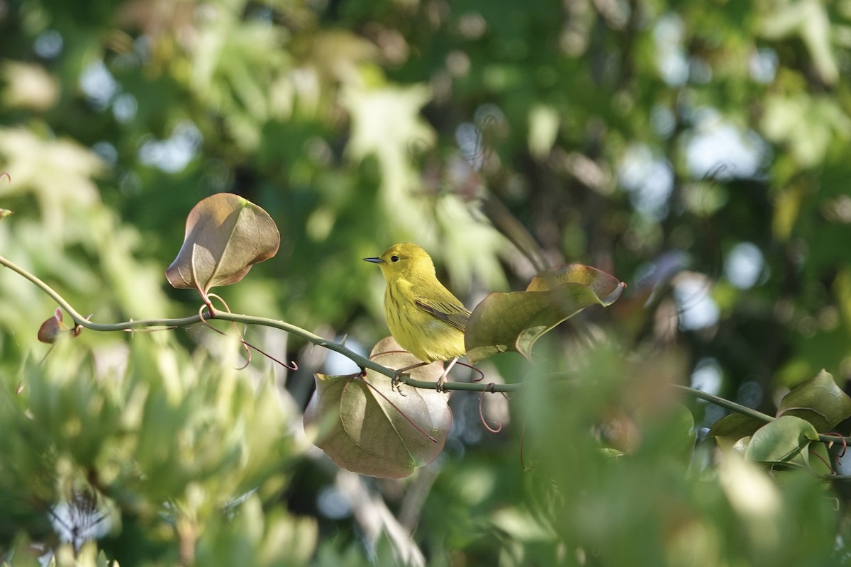 Yellow Warbler - ML618924718