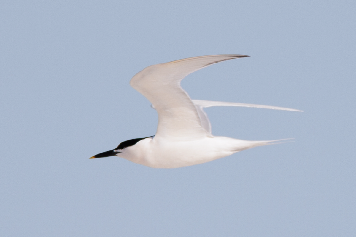 Sandwich Tern - Ian McDonald