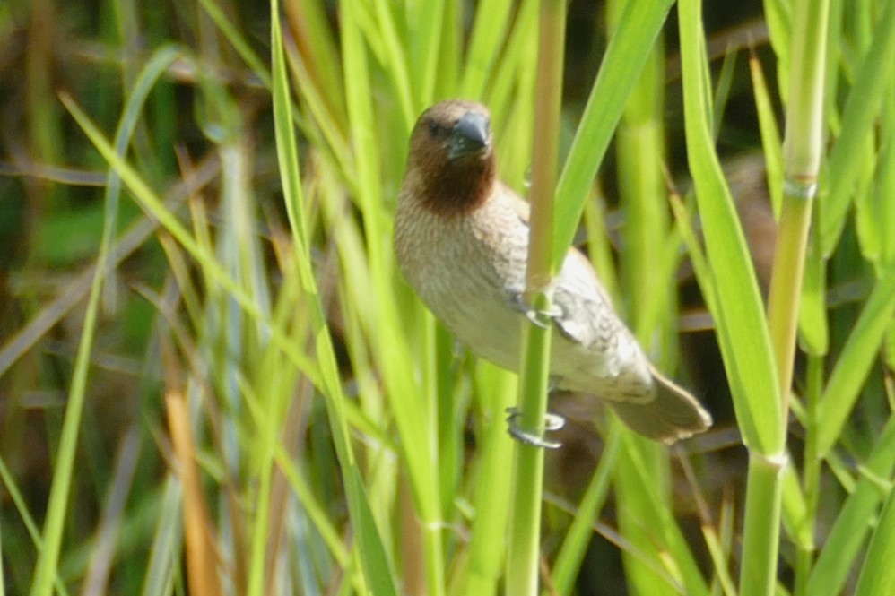 Scaly-breasted Munia - Peter Kennedy