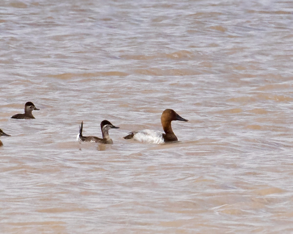 Canvasback - Doug Backlund