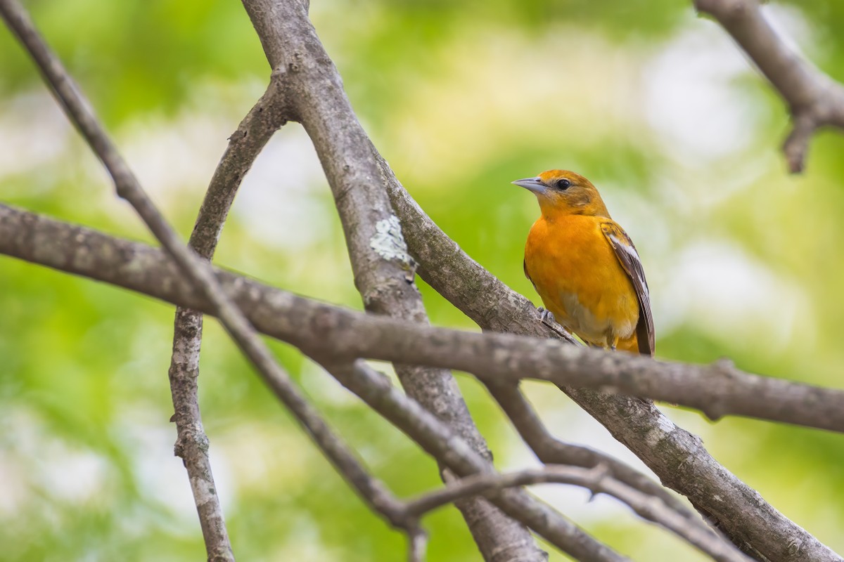 Baltimore Oriole - Harris Stein