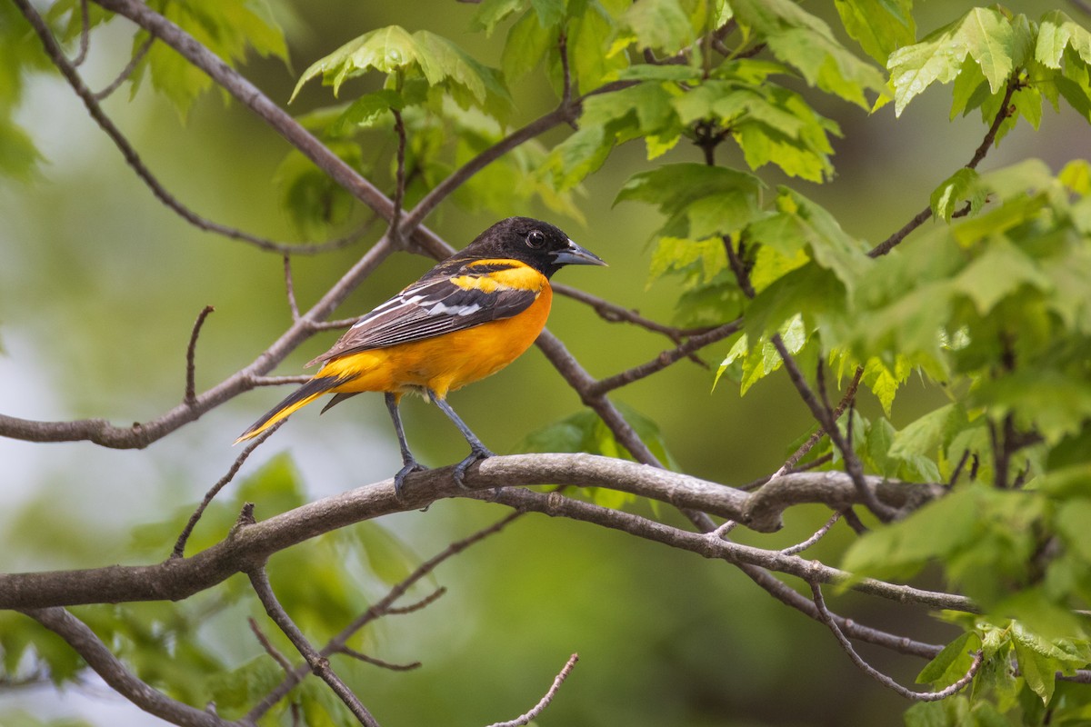 Baltimore Oriole - Harris Stein