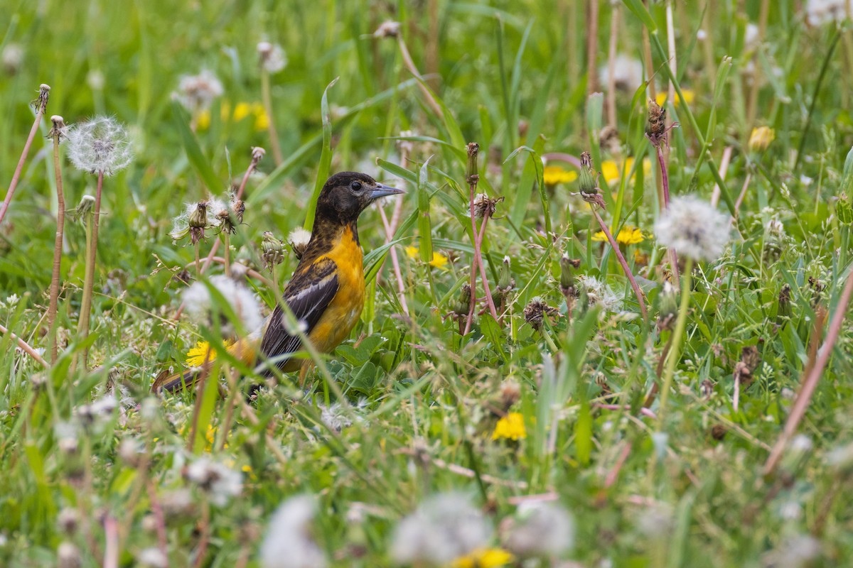 Baltimore Oriole - Harris Stein