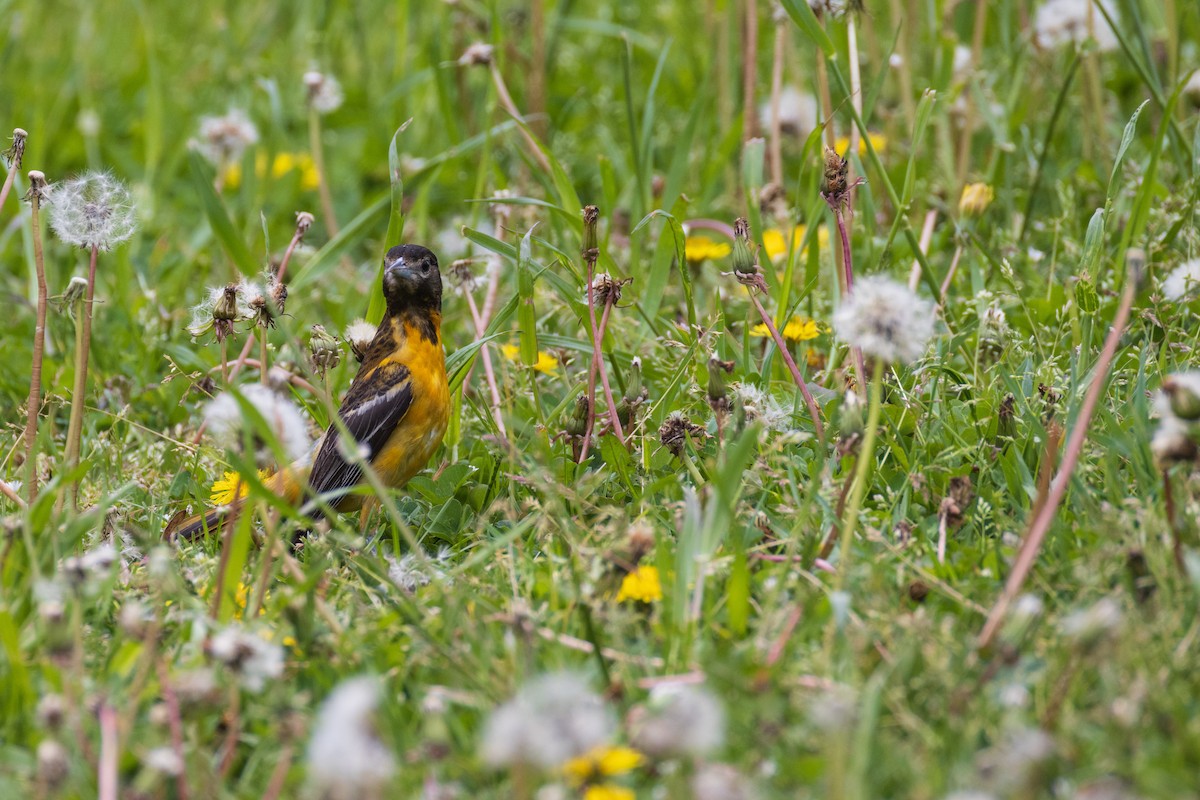 Baltimore Oriole - Harris Stein