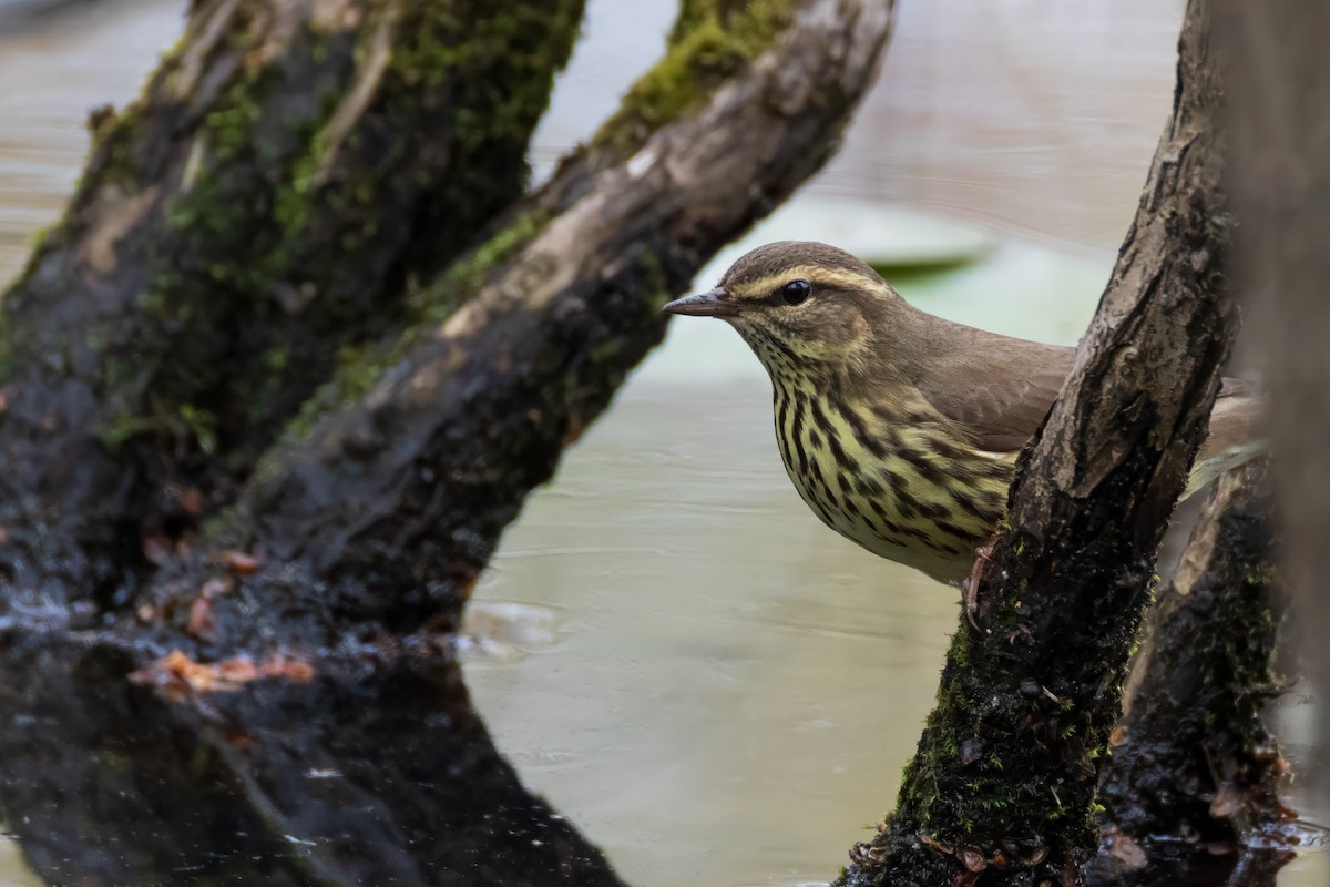 Northern Waterthrush - Harris Stein