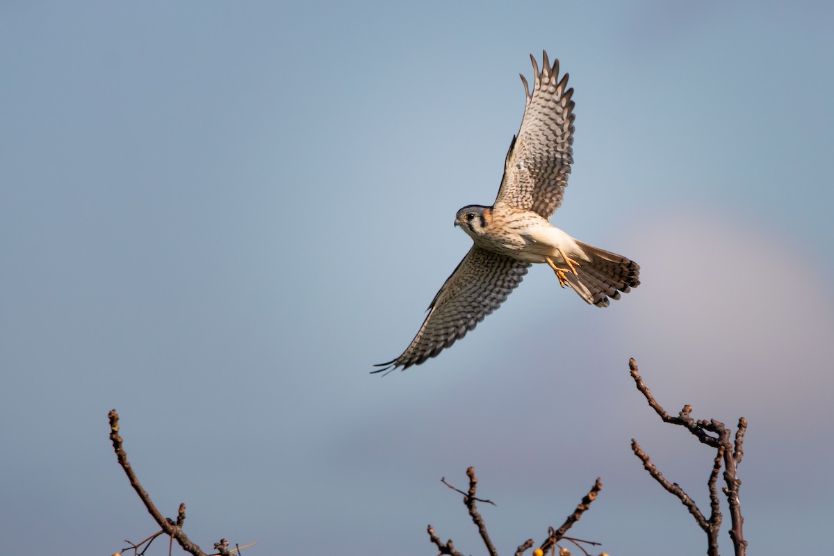 American Kestrel - ML618924769