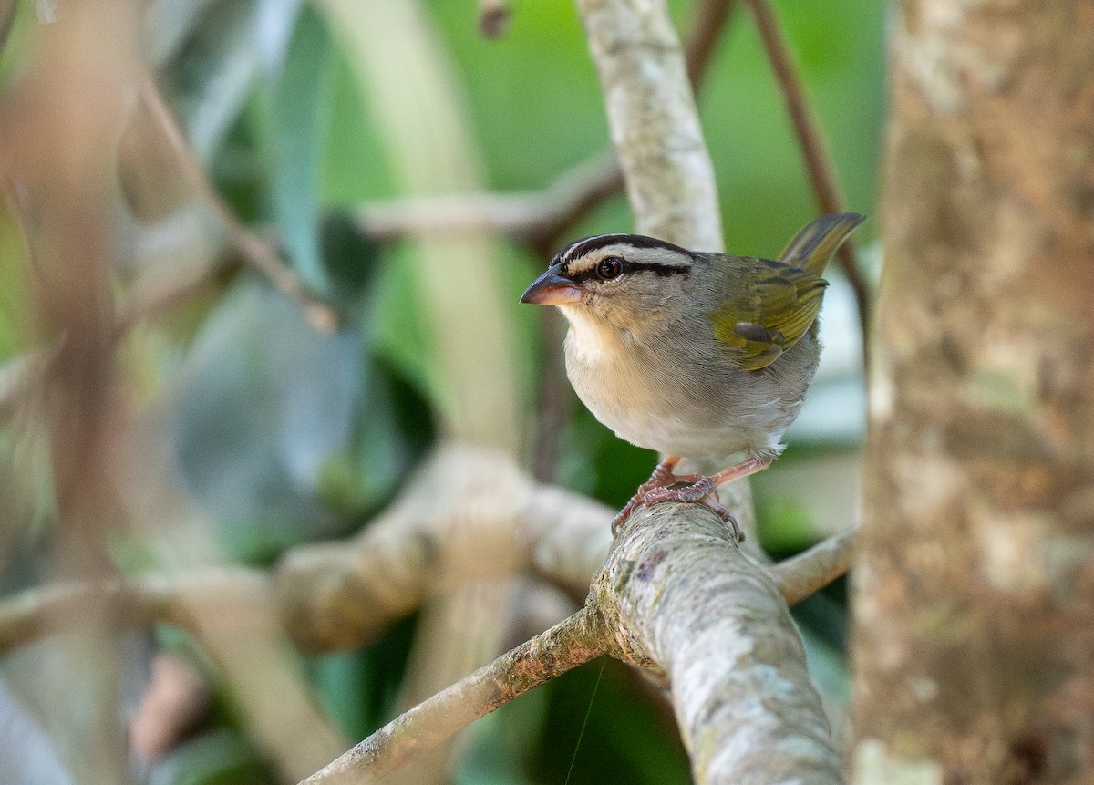 Olive Sparrow - Forest Botial-Jarvis