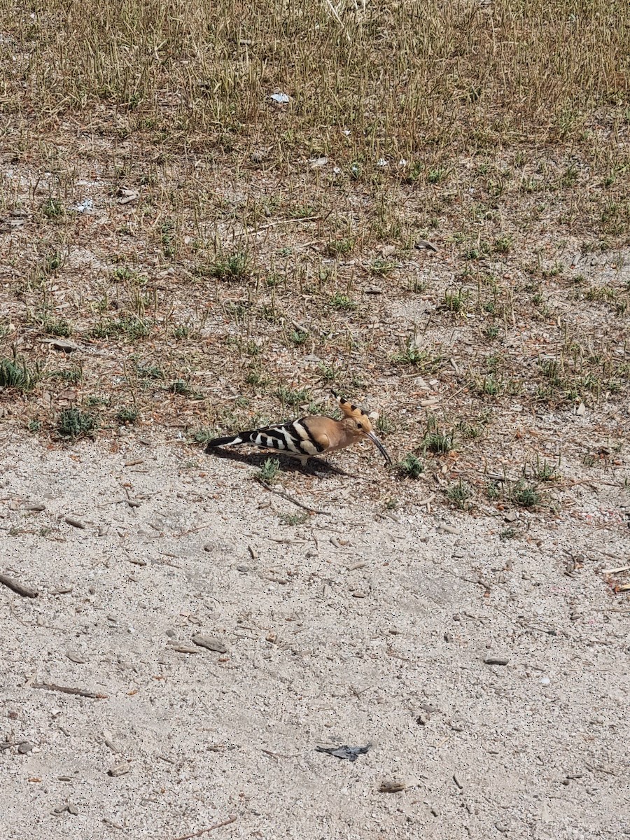 Eurasian Hoopoe - ML618924784