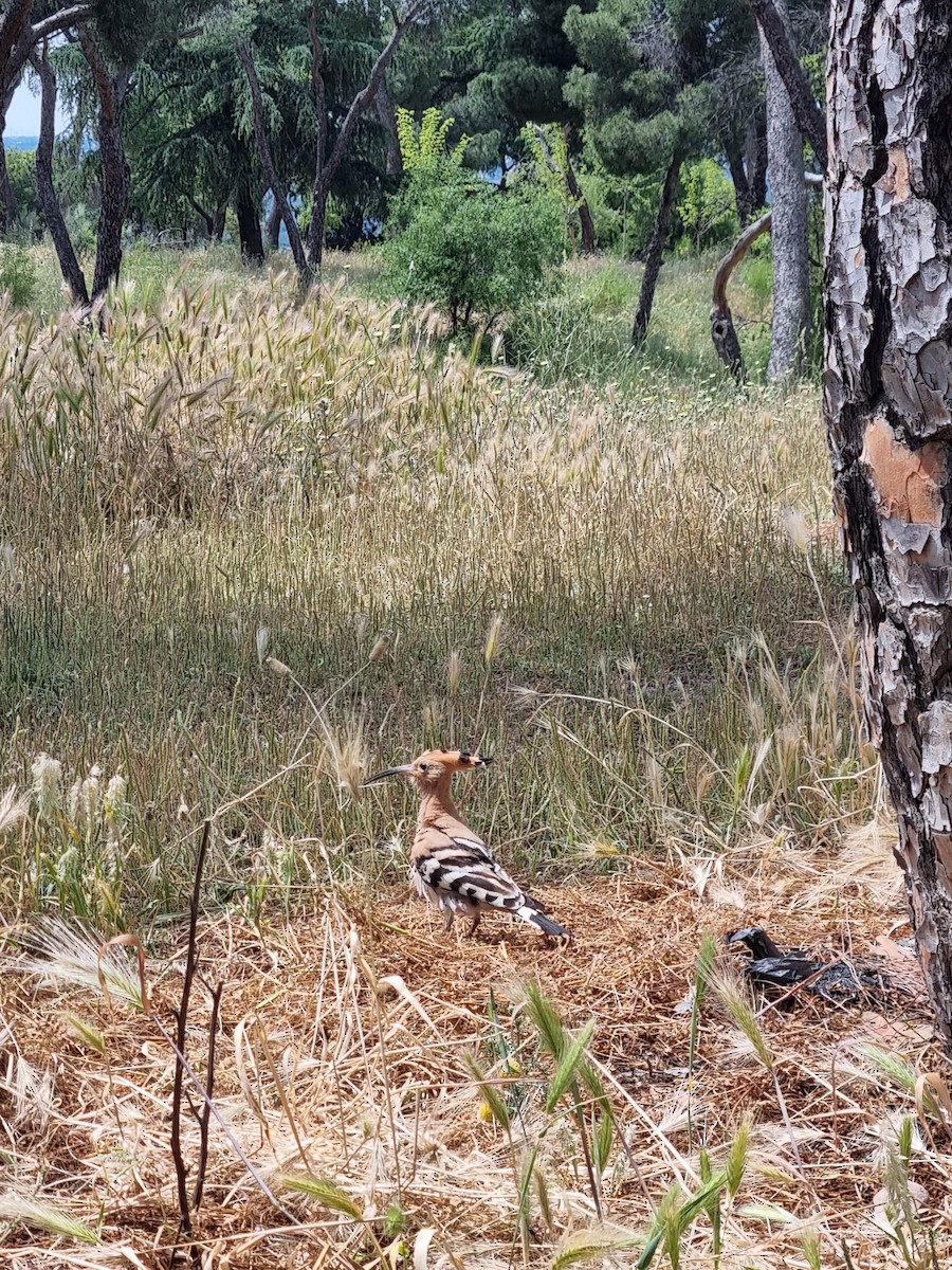 Eurasian Hoopoe - Miguel Martinez