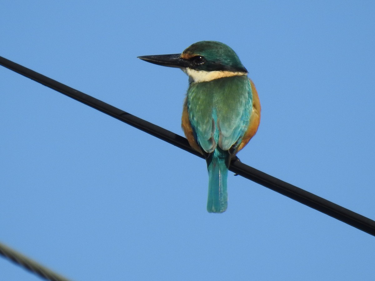 Sacred Kingfisher - Monica Mesch