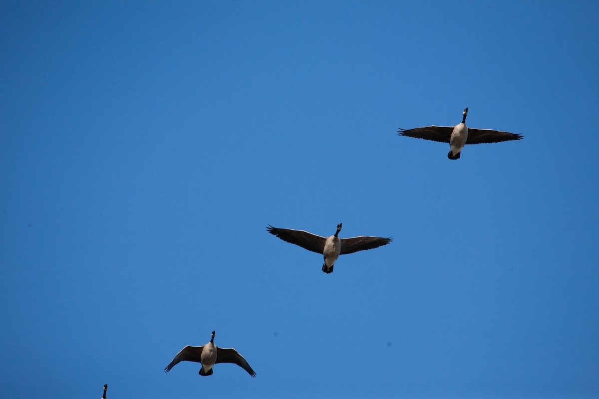 Canada Goose - Catherine Paquet