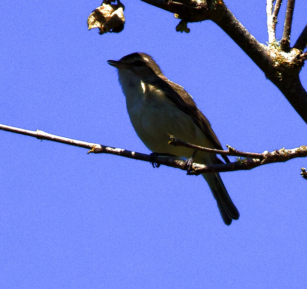 Warbling Vireo - Greg Plowman