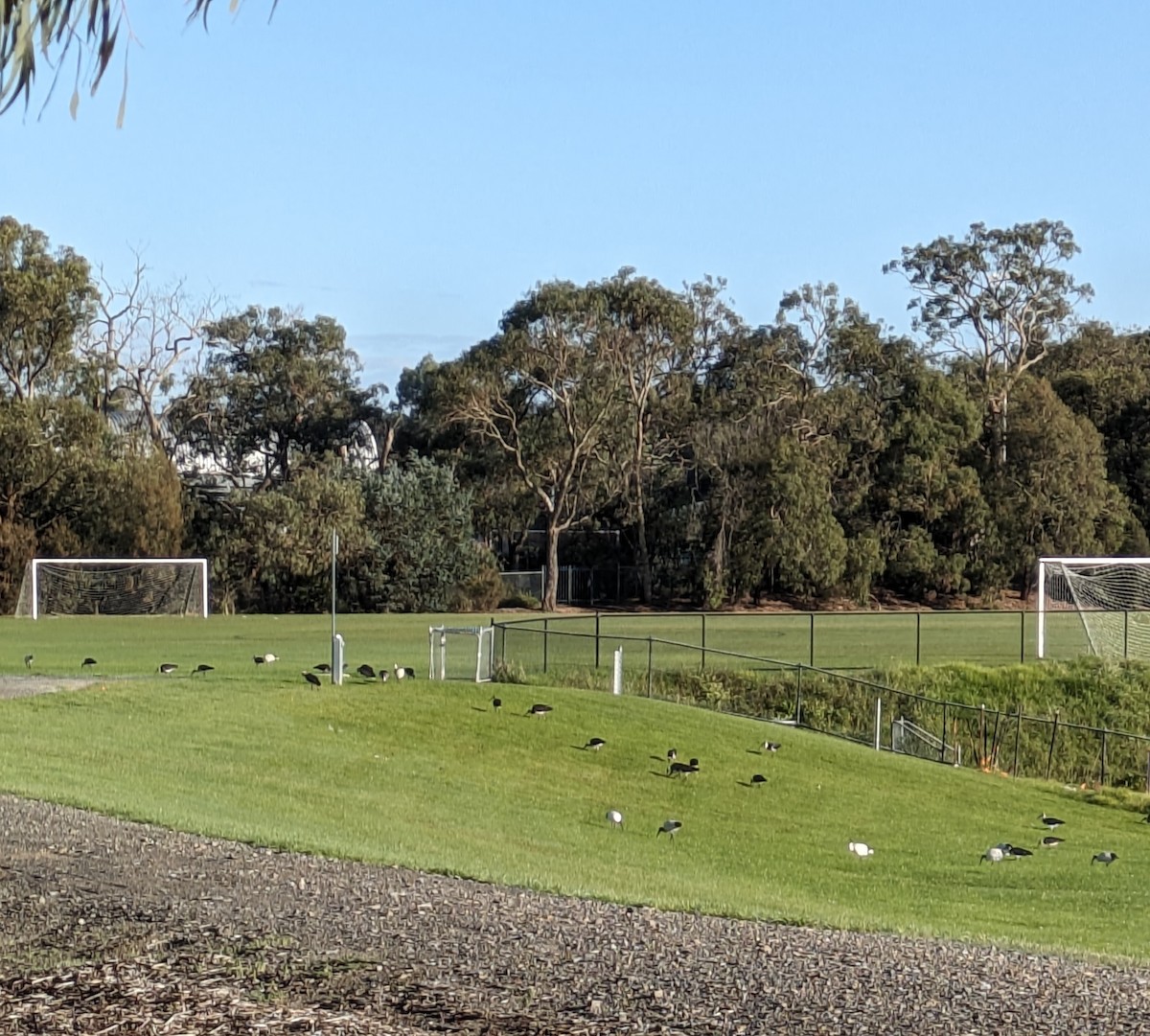 Straw-necked Ibis - ML618924828