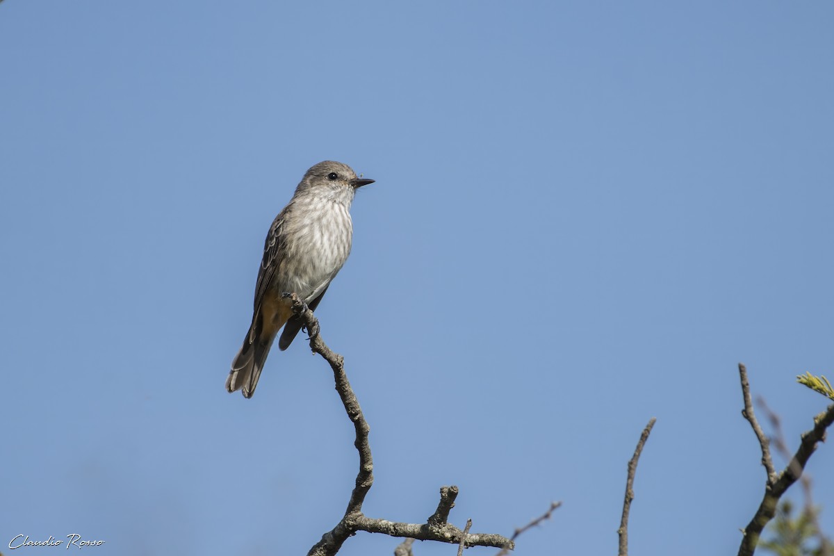 Vermilion Flycatcher - ML618924833