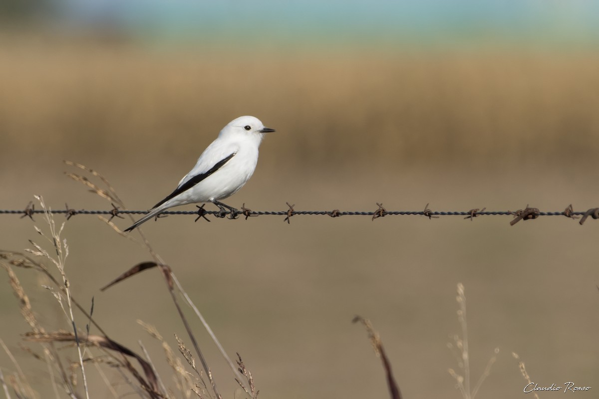 Monjita Blanca - ML618924840