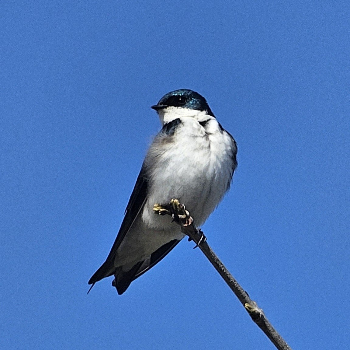 Tree Swallow - Graeme Hinde
