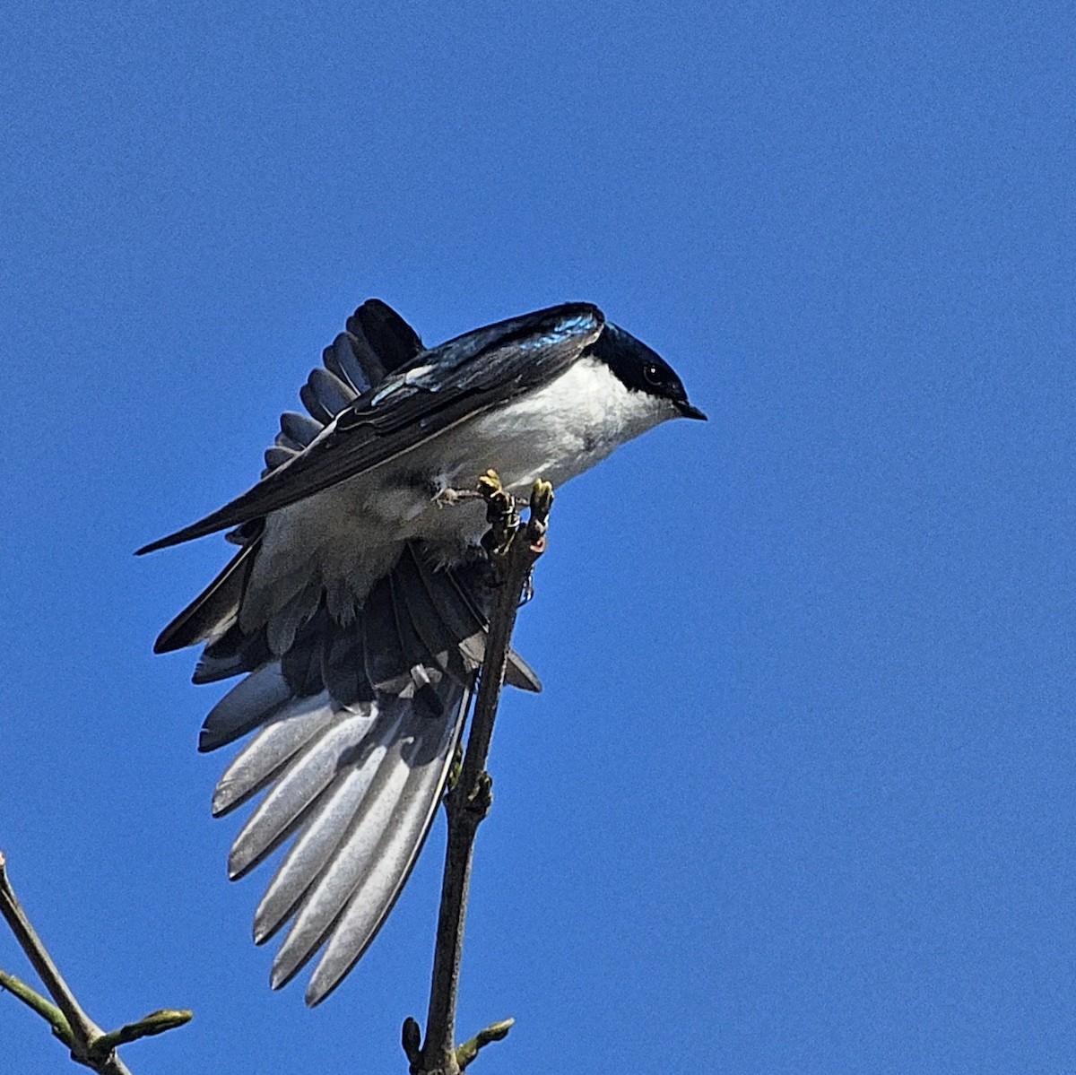 Tree Swallow - Graeme Hinde