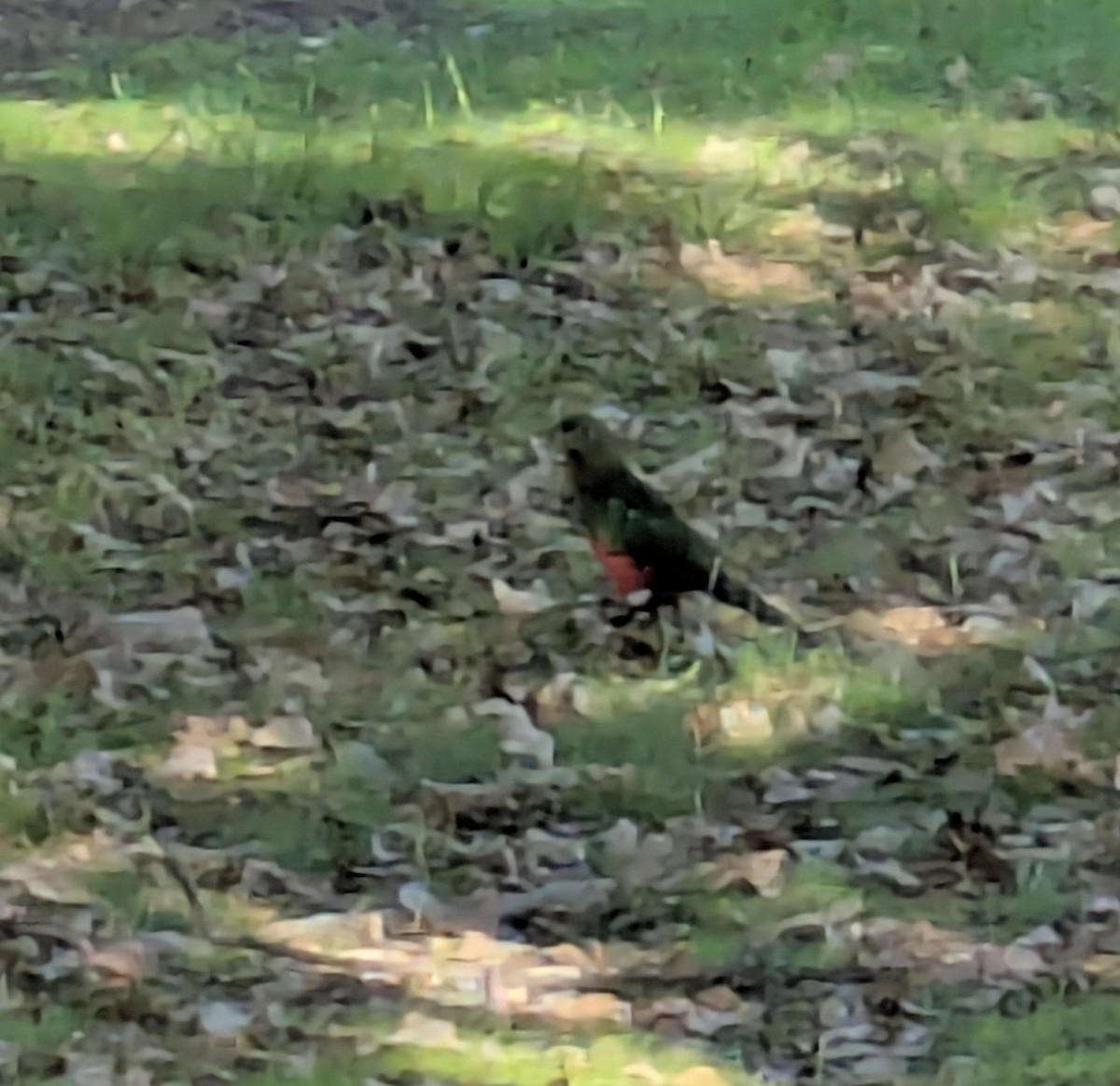 Australian King-Parrot - john cull