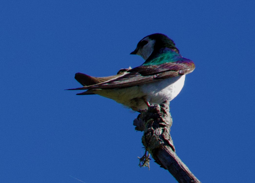 Violet-green Swallow - Greg Plowman