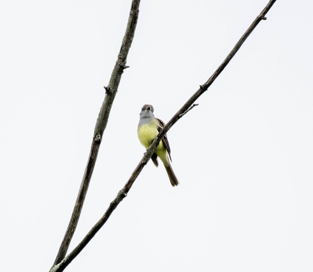 Great Crested Flycatcher - ML618924926
