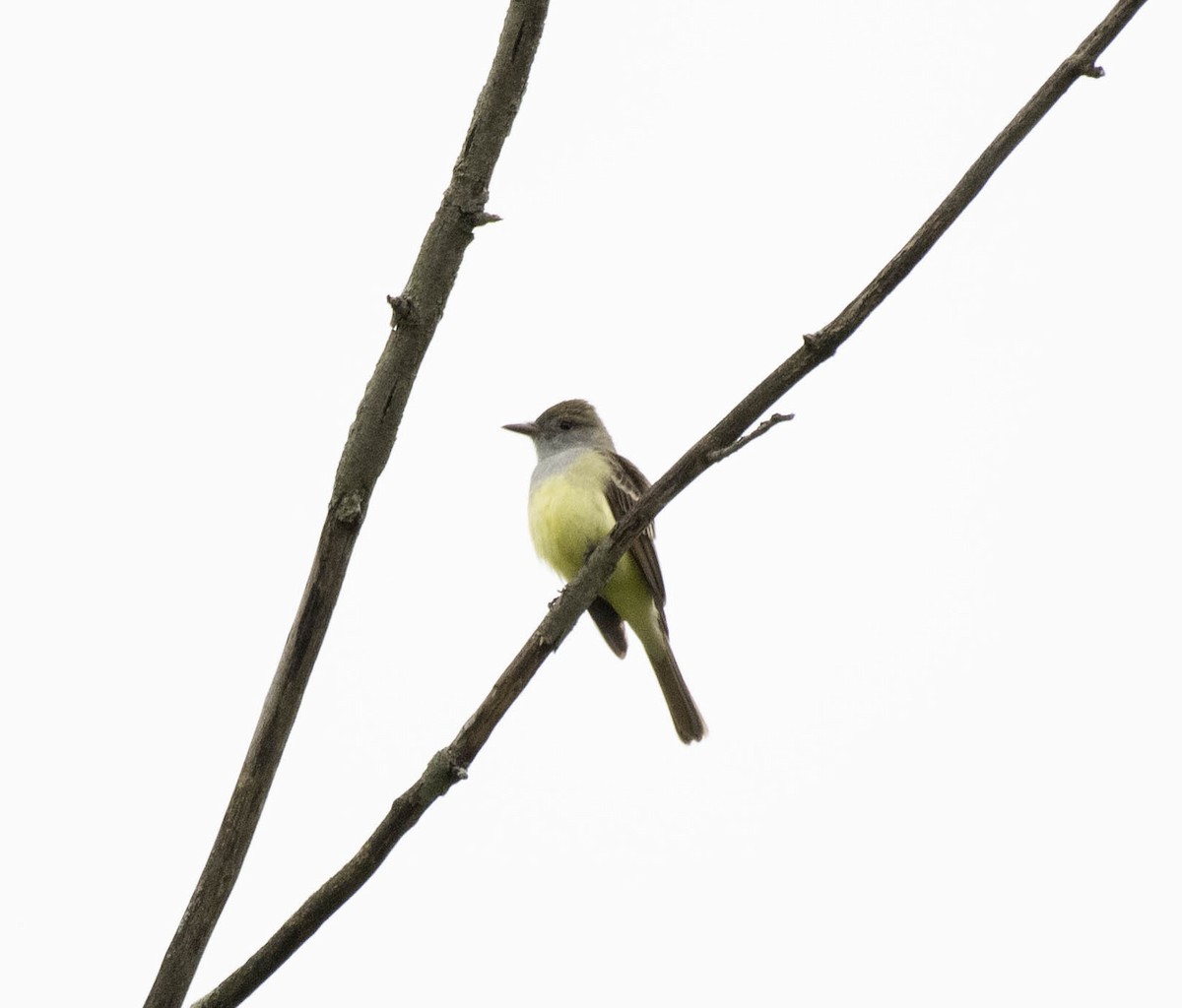 Great Crested Flycatcher - ML618924927