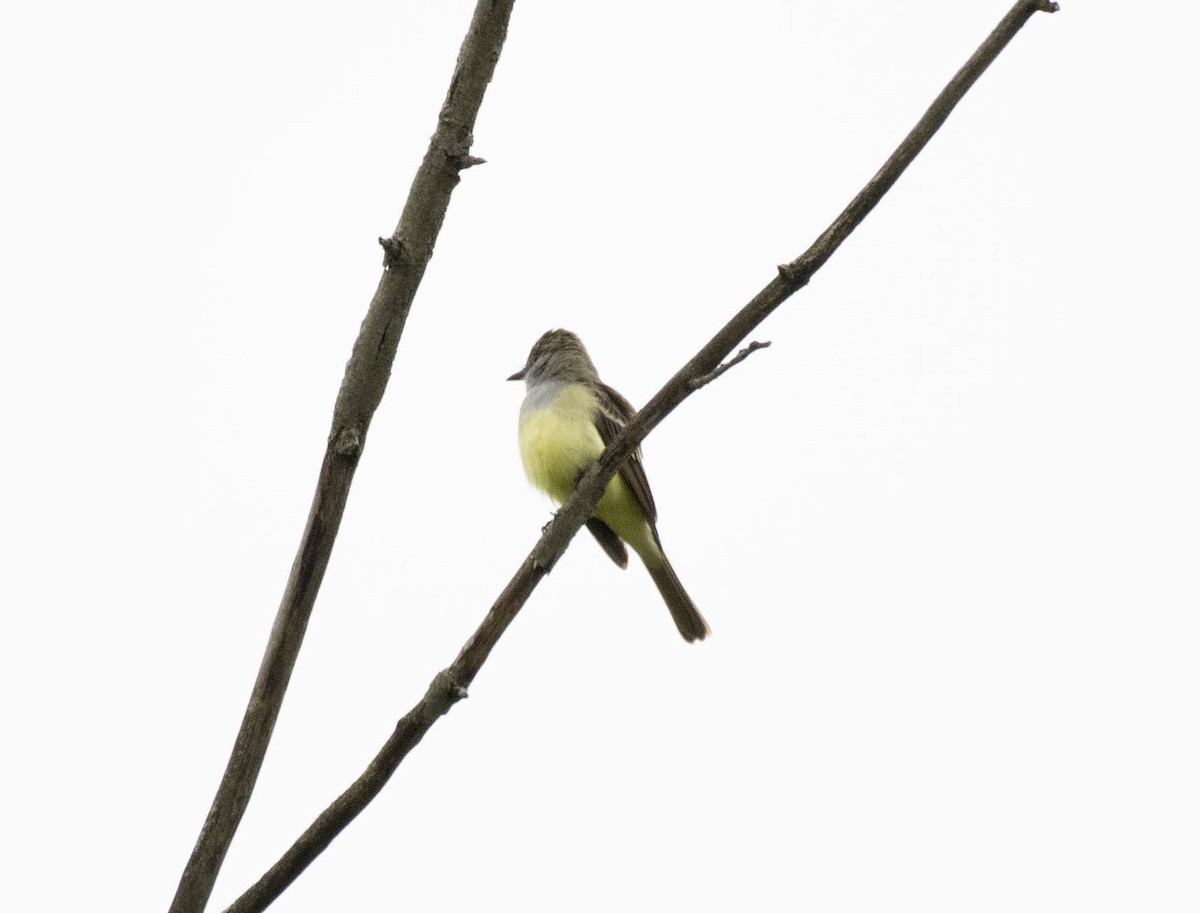 Great Crested Flycatcher - ML618924928