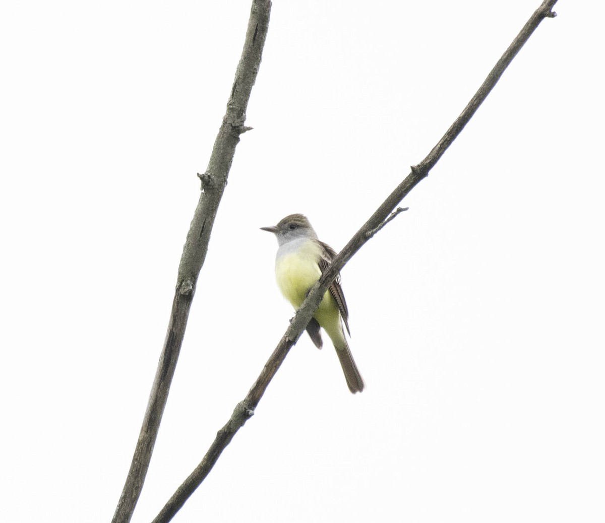 Great Crested Flycatcher - ML618924929