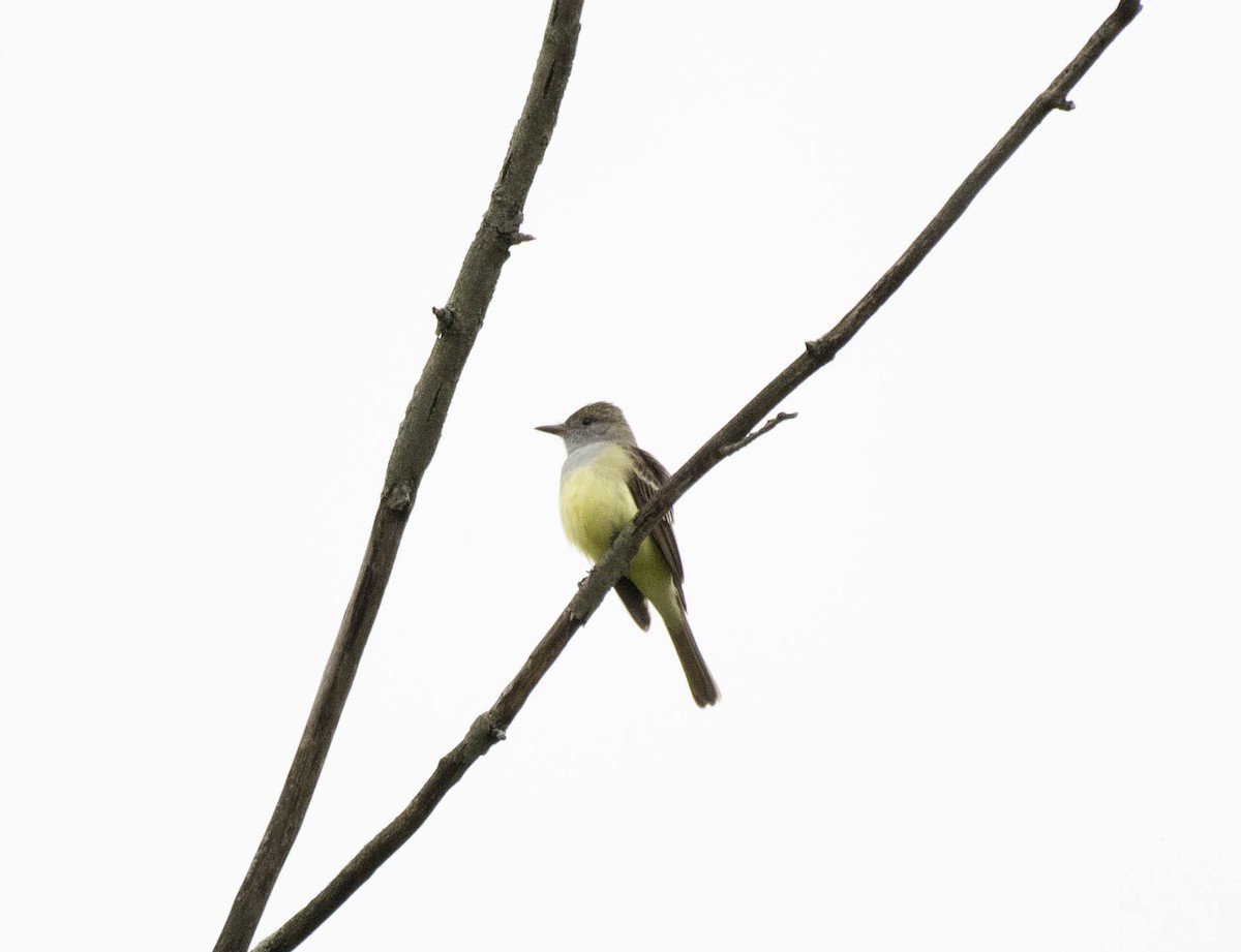 Great Crested Flycatcher - ML618924930