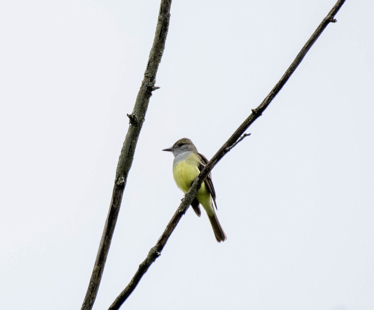 Great Crested Flycatcher - ML618924931