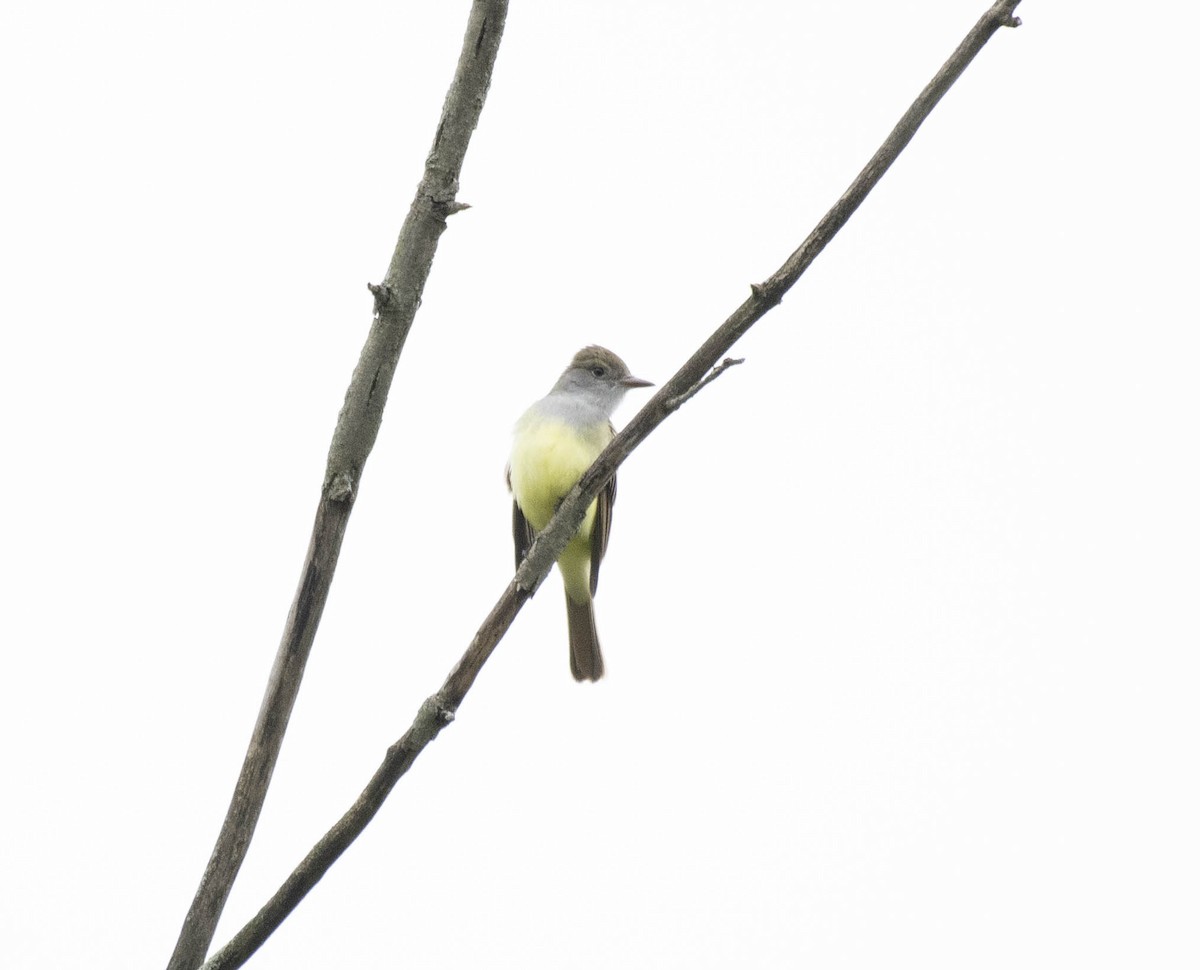 Great Crested Flycatcher - ML618924932