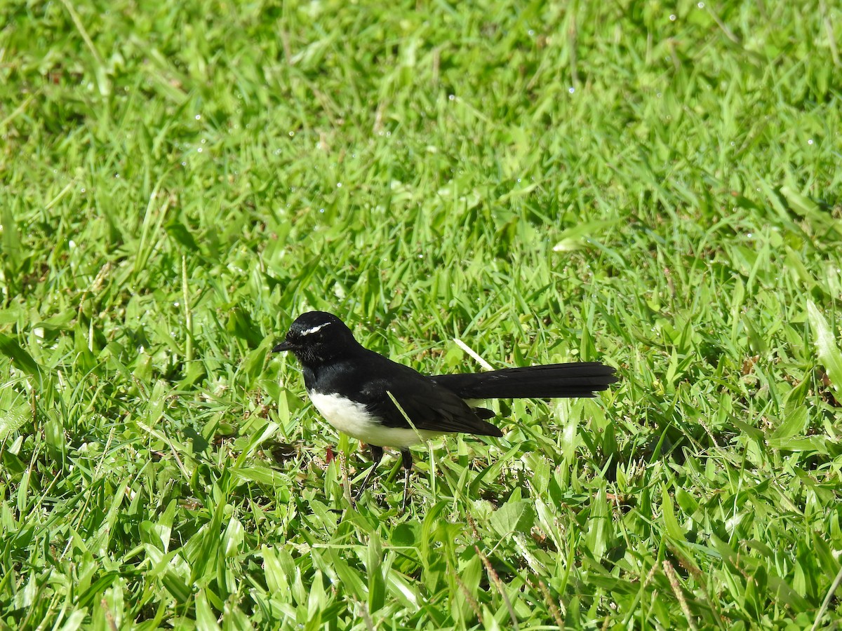 Willie-wagtail - Monica Mesch