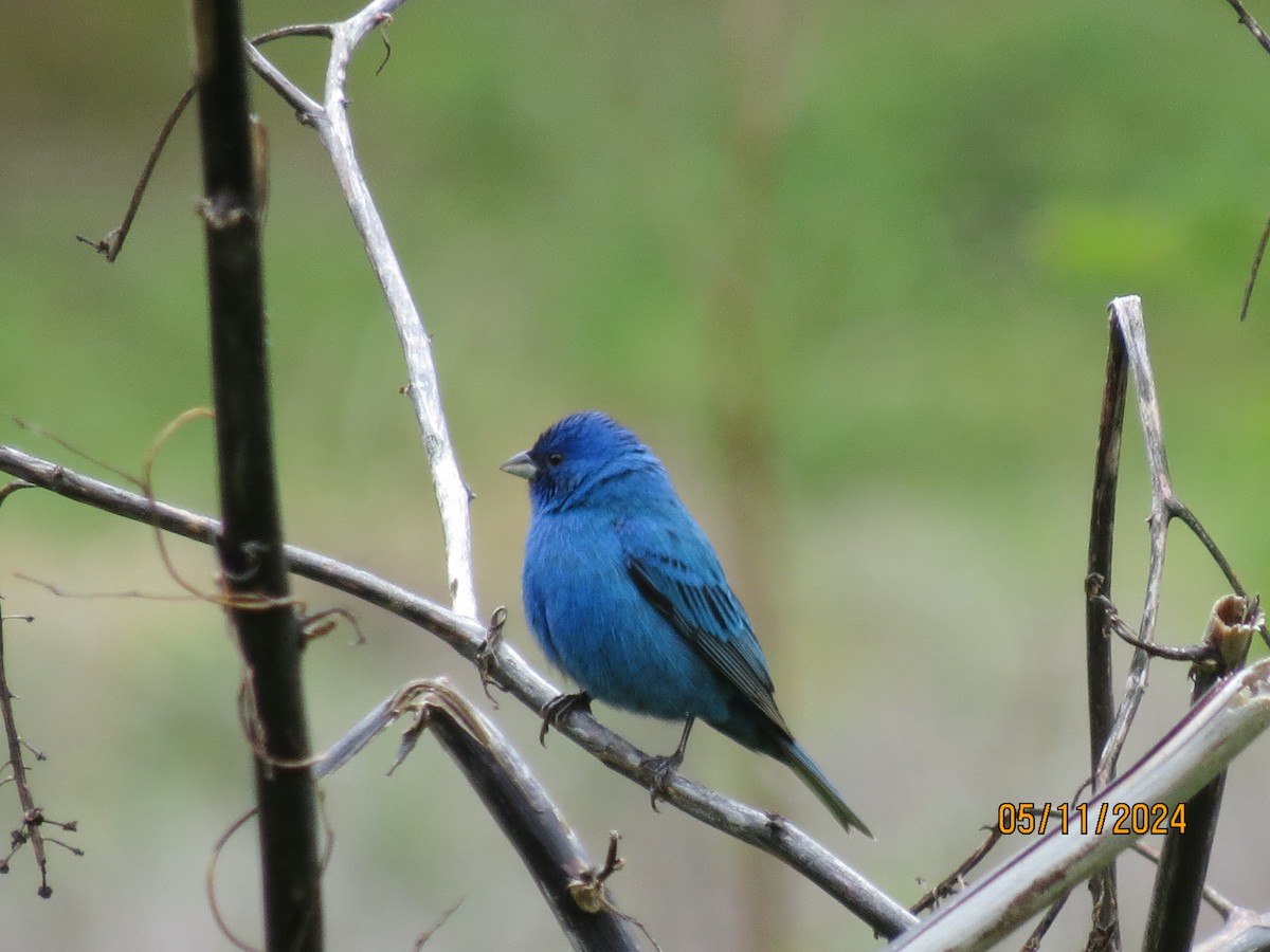 Indigo Bunting - Chad Kauffman