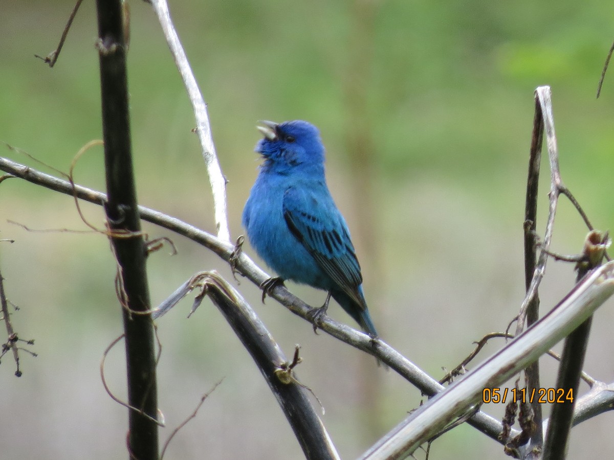 Indigo Bunting - Chad Kauffman